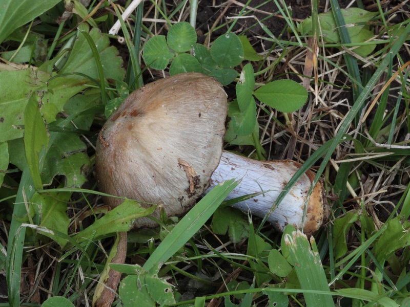 Cortinarius sp